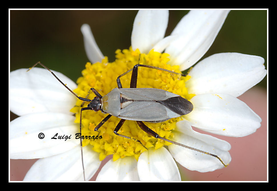 Miridae: Calocoris nemoralis. Uno, nessuno e centomila