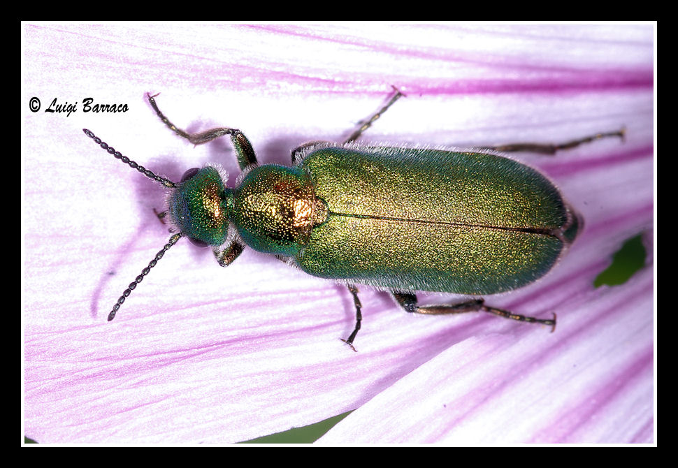 Salto dal gioielliere: Cabalia segetum (Meloidae)