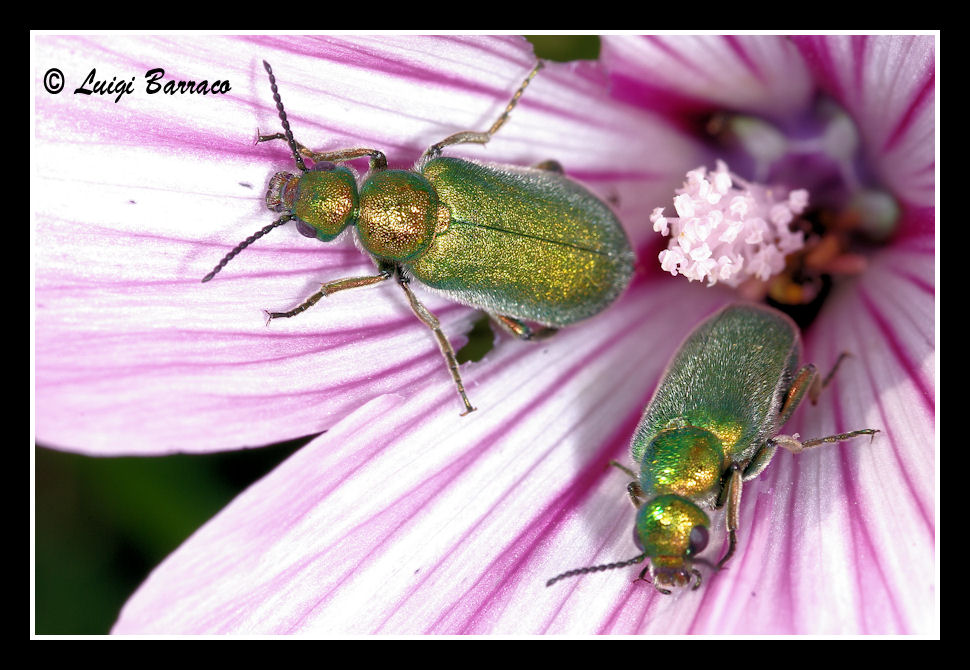 Salto dal gioielliere: Cabalia segetum (Meloidae)