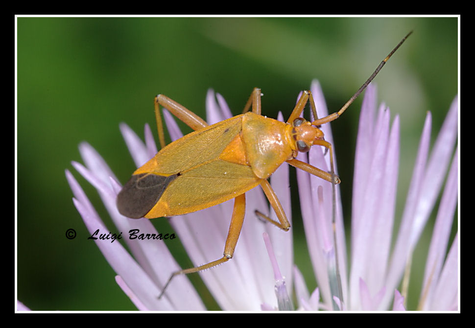 Miridae: Calocoris nemoralis. Uno, nessuno e centomila