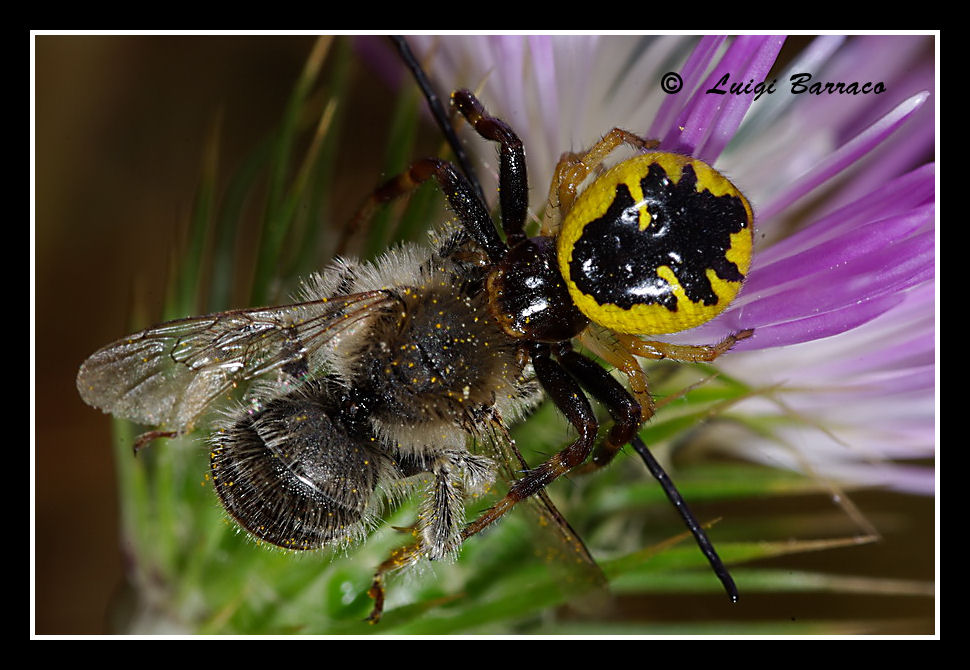 La morte in tecnicolor (vari Synema globosum)