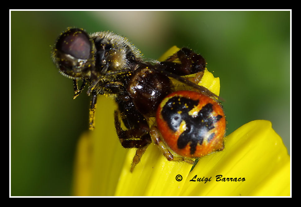 La morte in tecnicolor (vari Synema globosum)