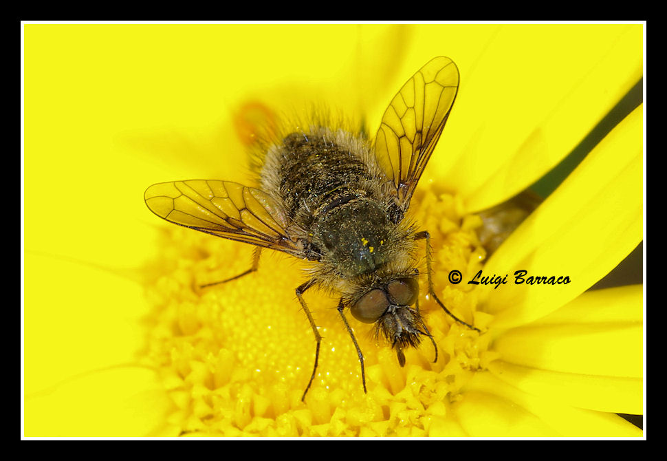 Non  passata dall''estetista:Bombylella atra? Conophorus sp.