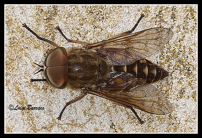 Tabanus