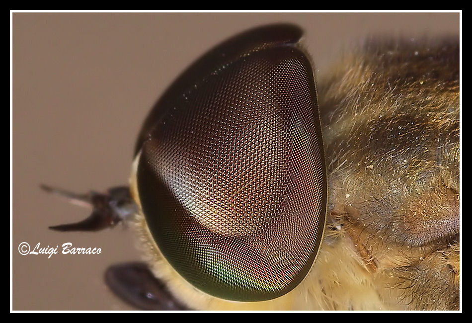 Tabanus