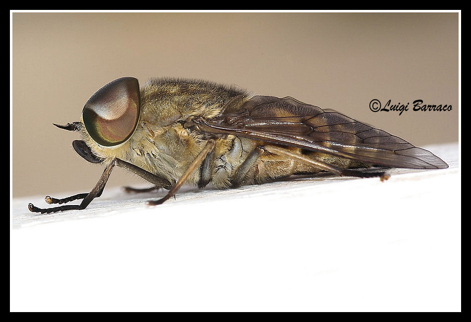 Tabanus