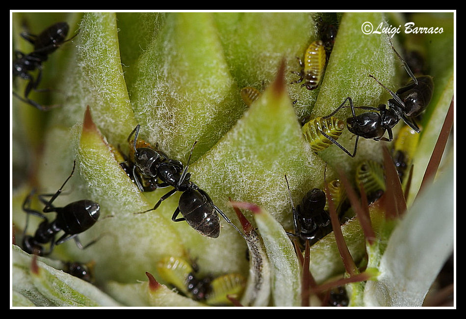Omotteri e formiche (Tapinoma sp.): la sagra continua