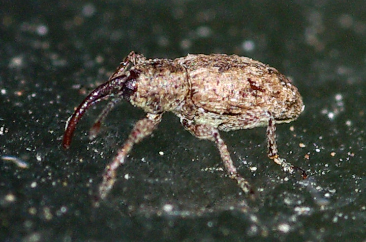 Curculionide minuscolo