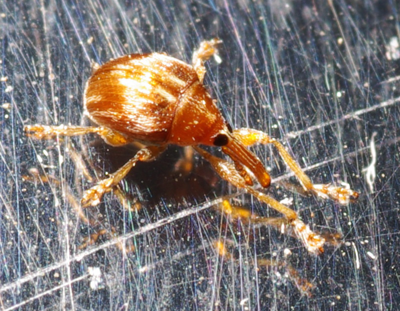Curculionide minuscolo