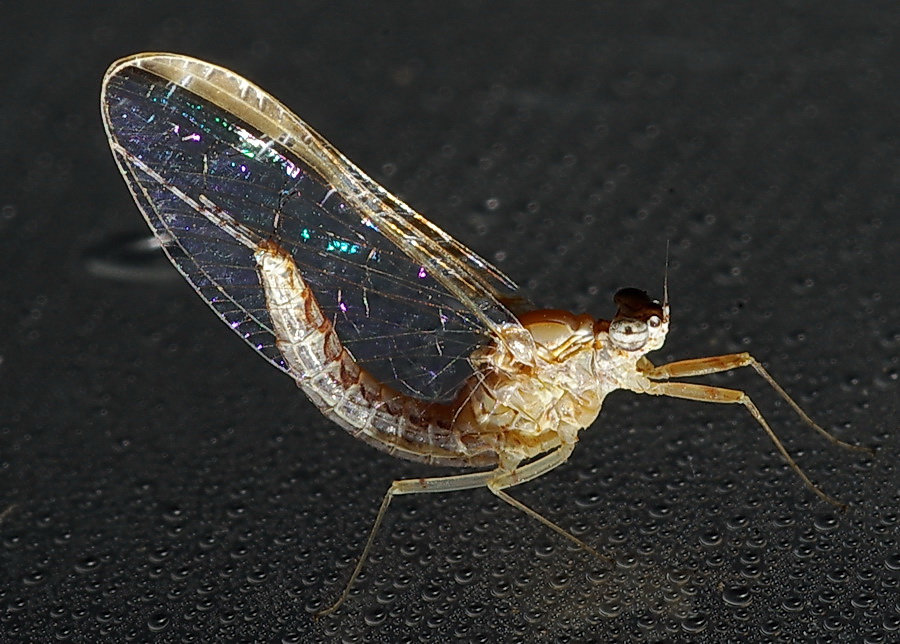 Ecdyonurus sp. e Serratella ignita