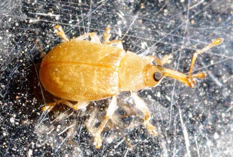 Curculionide minuscolo
