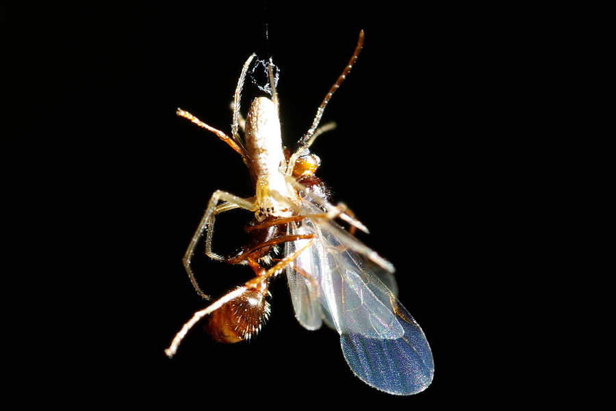 Tetragnatha sp.