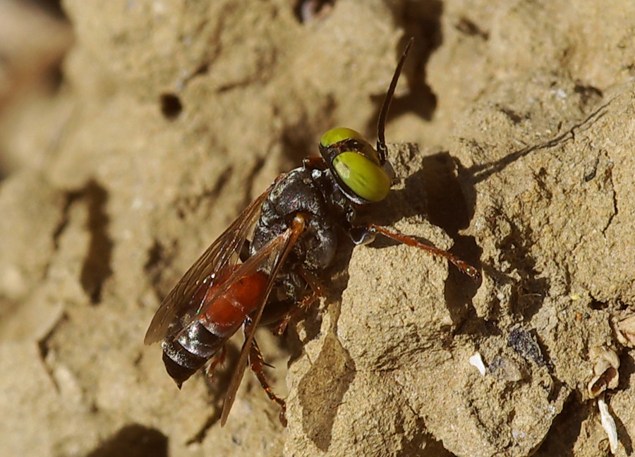 Imenottero occhi verdi: Tahysphex sp. (Crabronidae)
