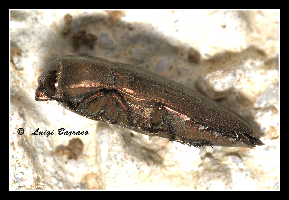 Sphenoptera barbarica: almeno credo