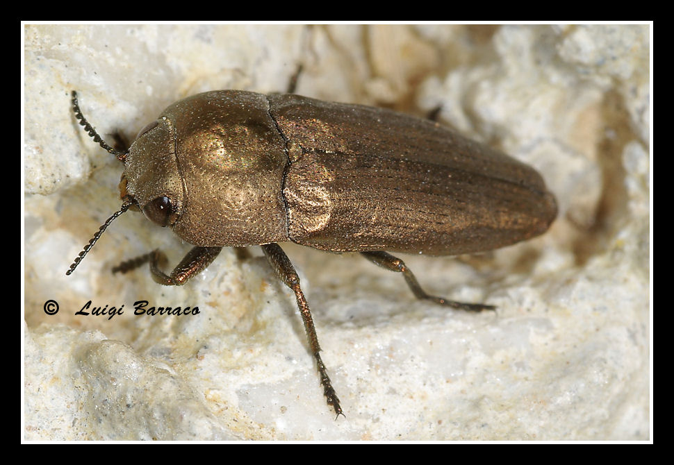 Sphenoptera barbarica: almeno credo