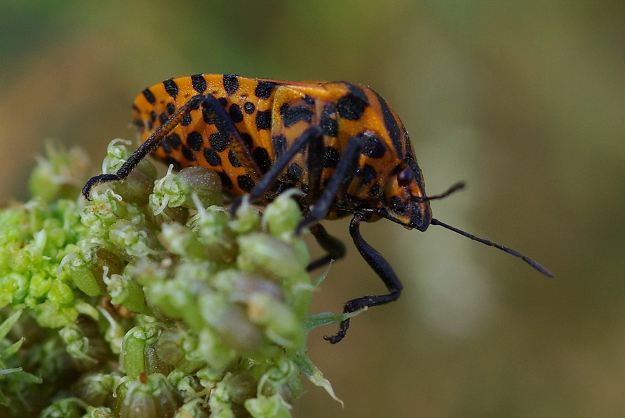 Graphosoma semipunctatum