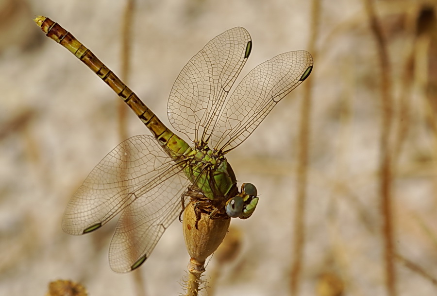 Sympetrum? no Paragomphus genei