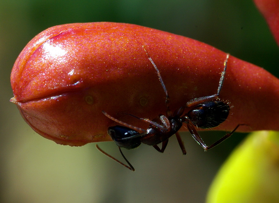 Camponotus