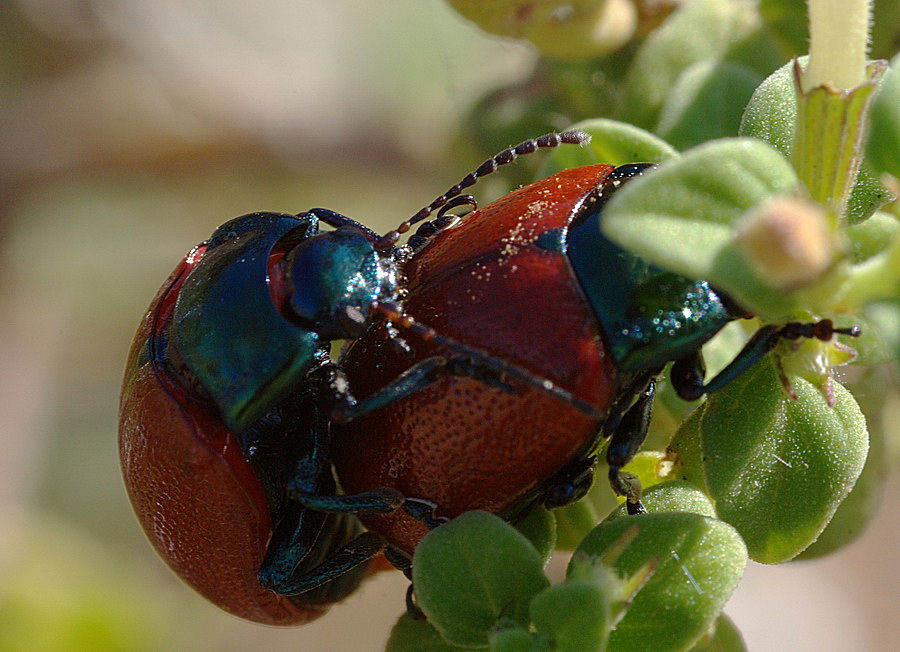 Coppia di crysolina grossa