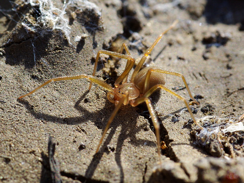Loxosceles sp.
