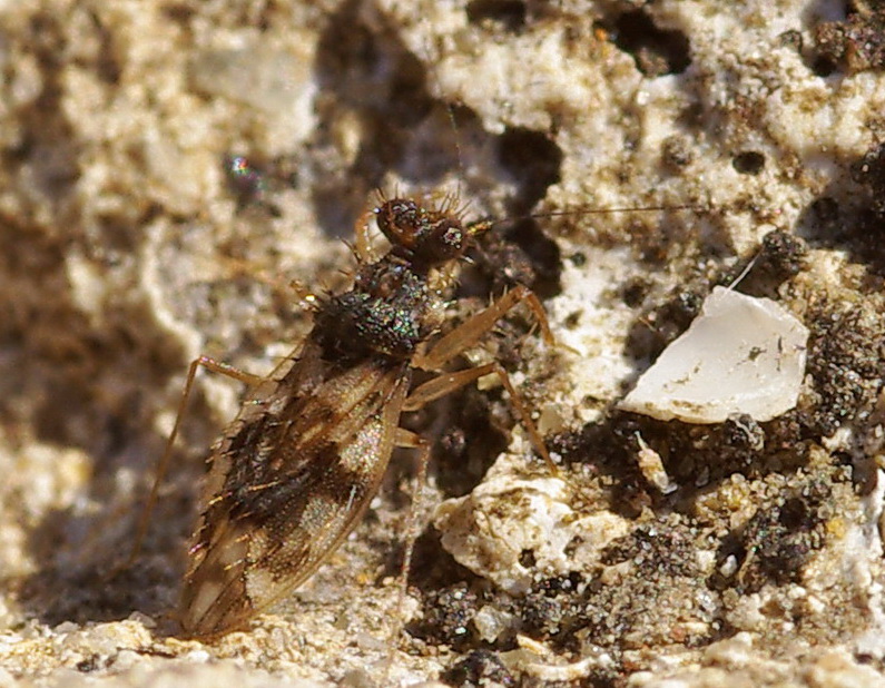 Emittero? Patapius spinosus (Leptopodidae)