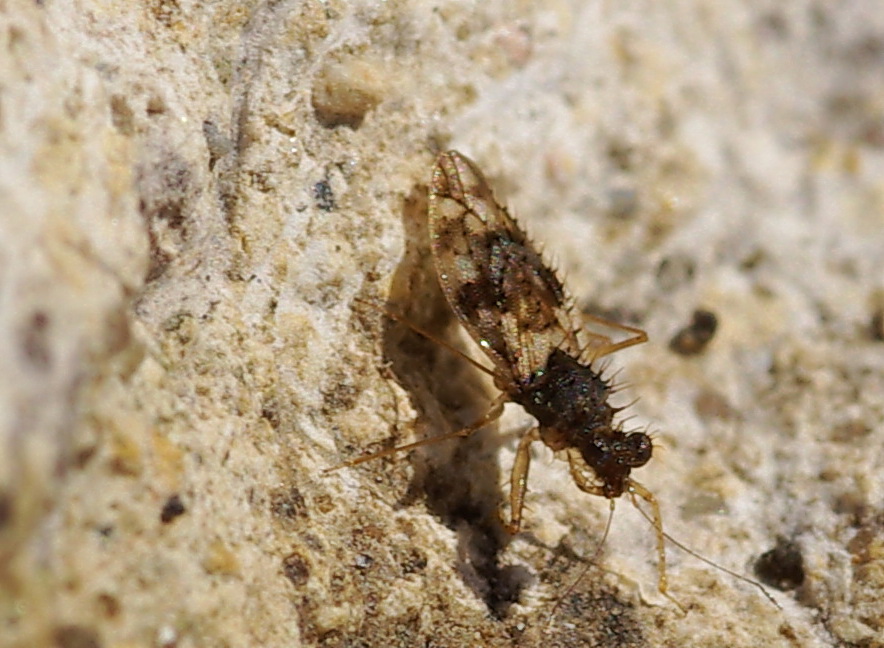Emittero? Patapius spinosus (Leptopodidae)