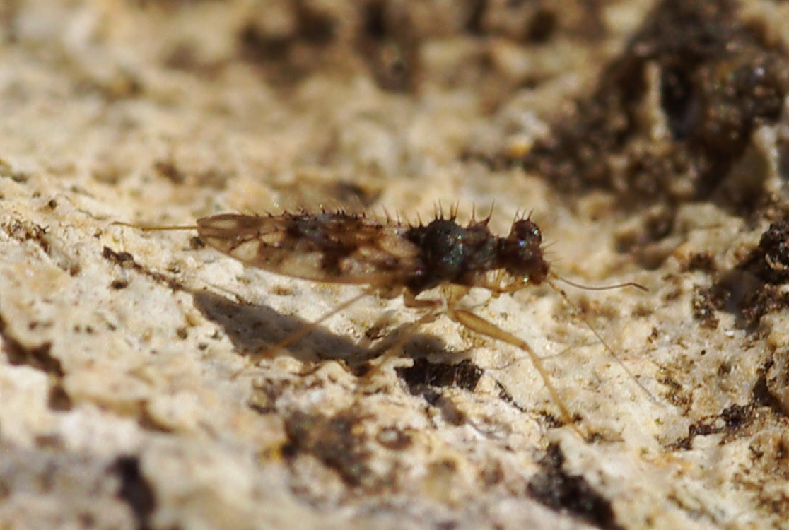 Emittero? Patapius spinosus (Leptopodidae)