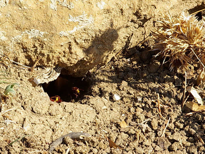 nido di calabroni: Vespa orientalis