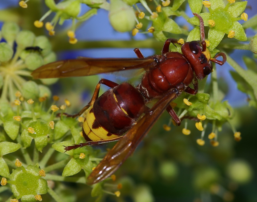 nido di calabroni: Vespa orientalis