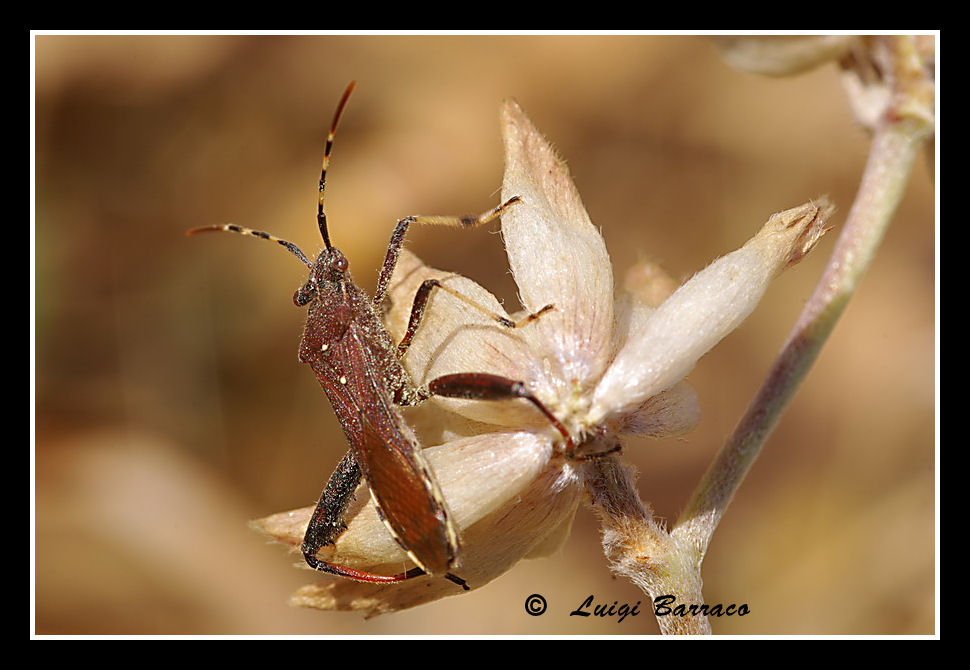 Alydidae: Camptopus lateralis della Sicilia