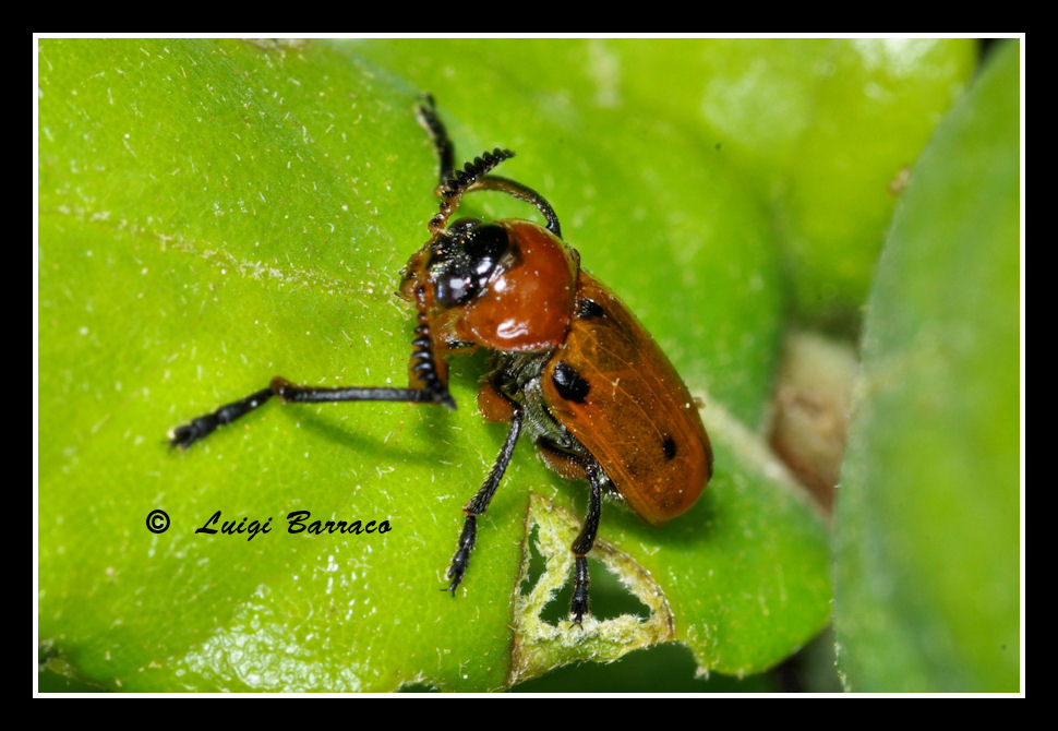 Chrysomelidae: Macrolenes dentipes