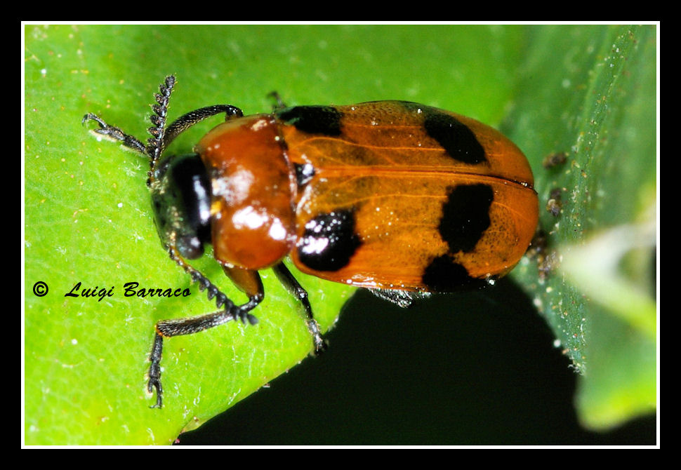 Chrysomelidae: Macrolenes dentipes