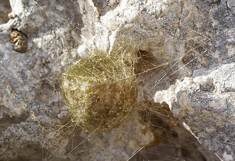 Cocoon