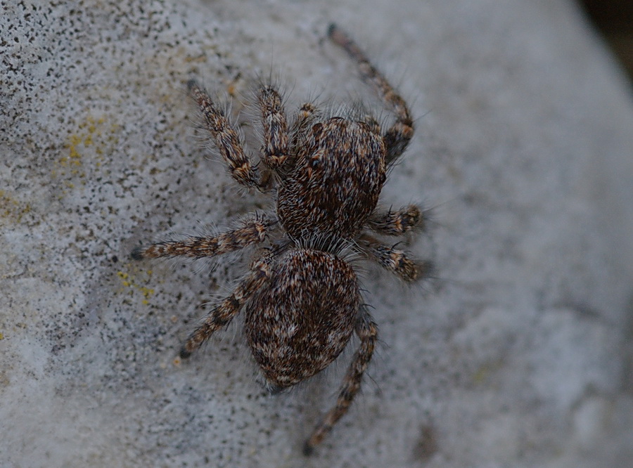 Philaeus crysops