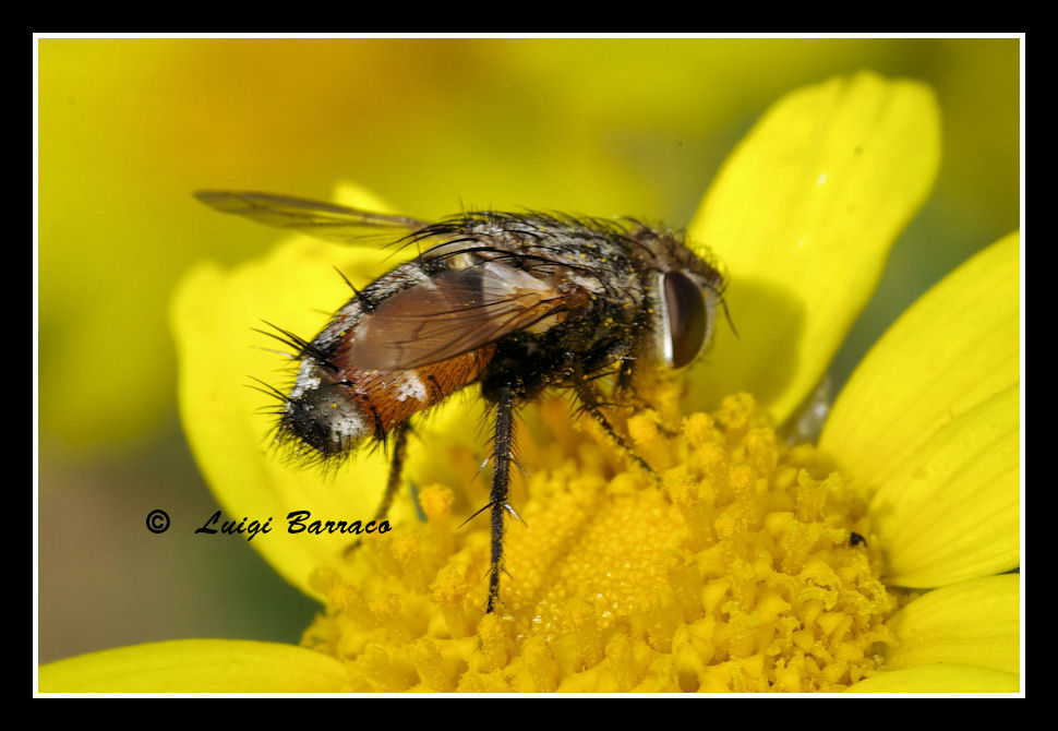 Tachinidae? Gonia cf.ornata