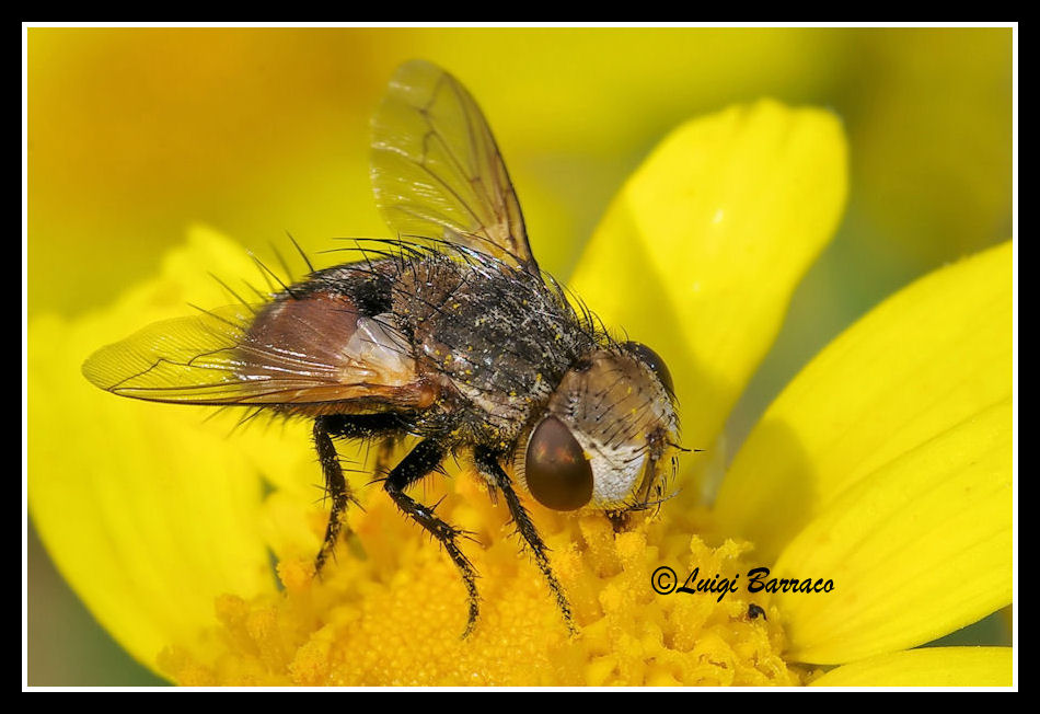 Tachinidae? Gonia cf.ornata