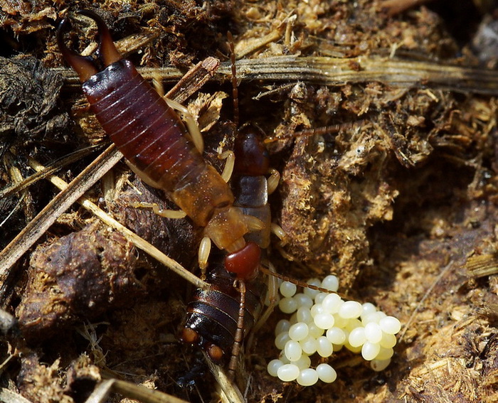 Dermatteri ericini - Forficula decipiens