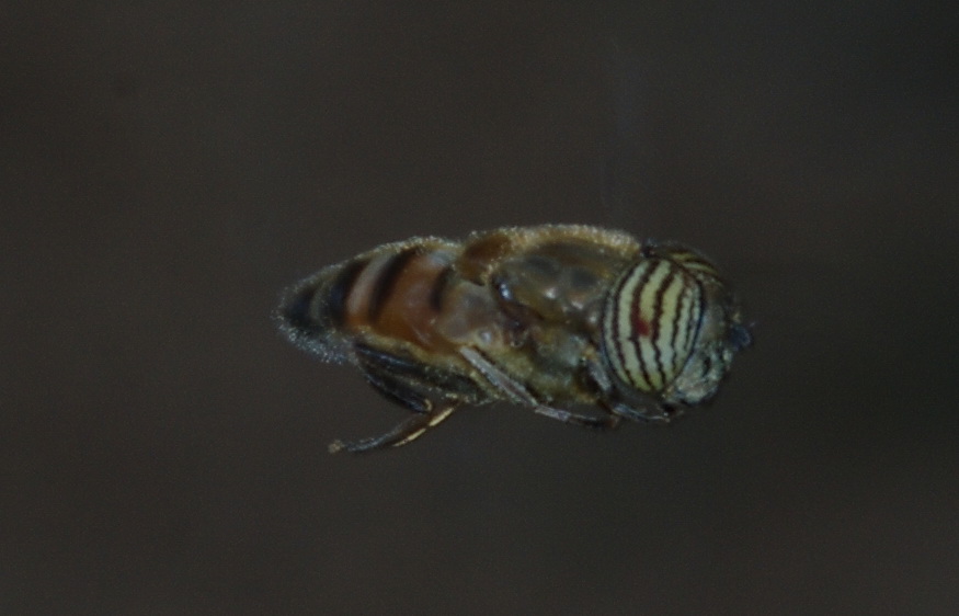 Syrphidae in volo: Eristalinus taeniops (Syrphidae).