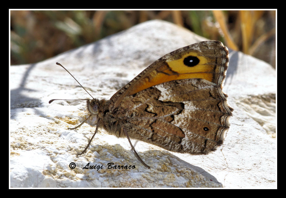 In alto mare:Hipparchia chi?