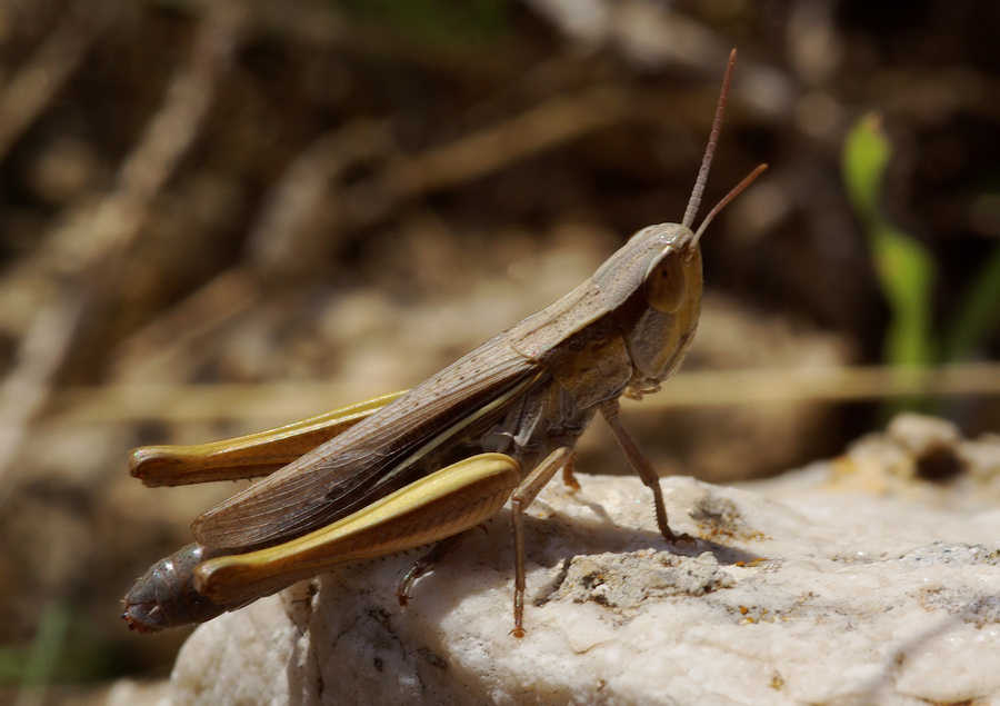 Euchorthippus albolineatus siculus