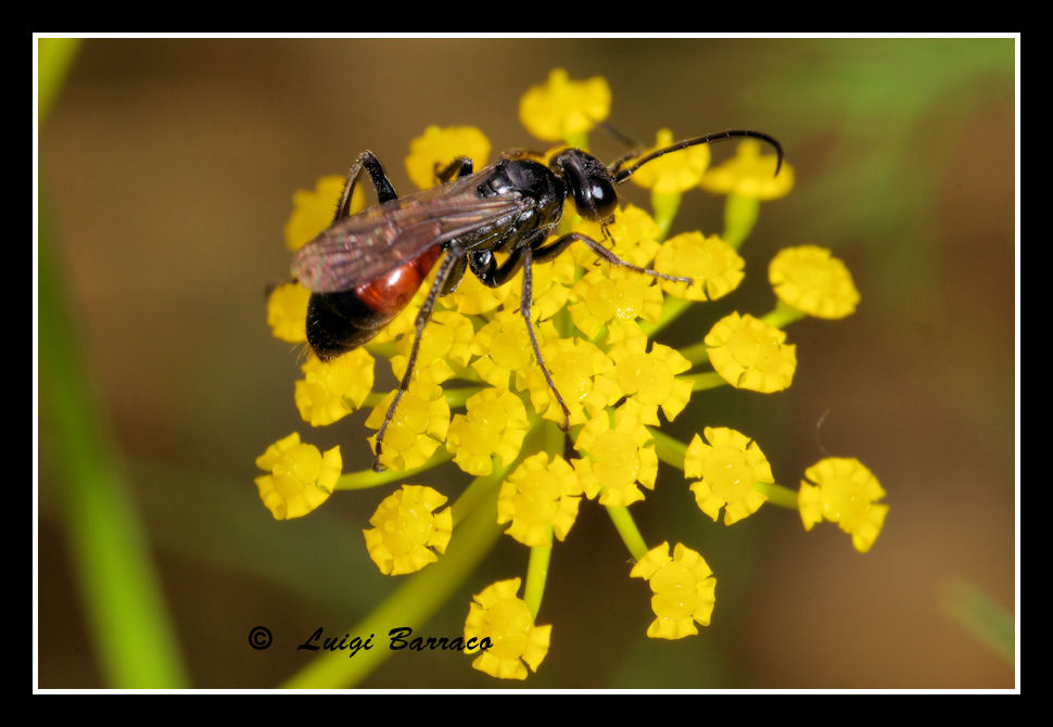 Sphecidae? No. Pompilidae rosso e nero