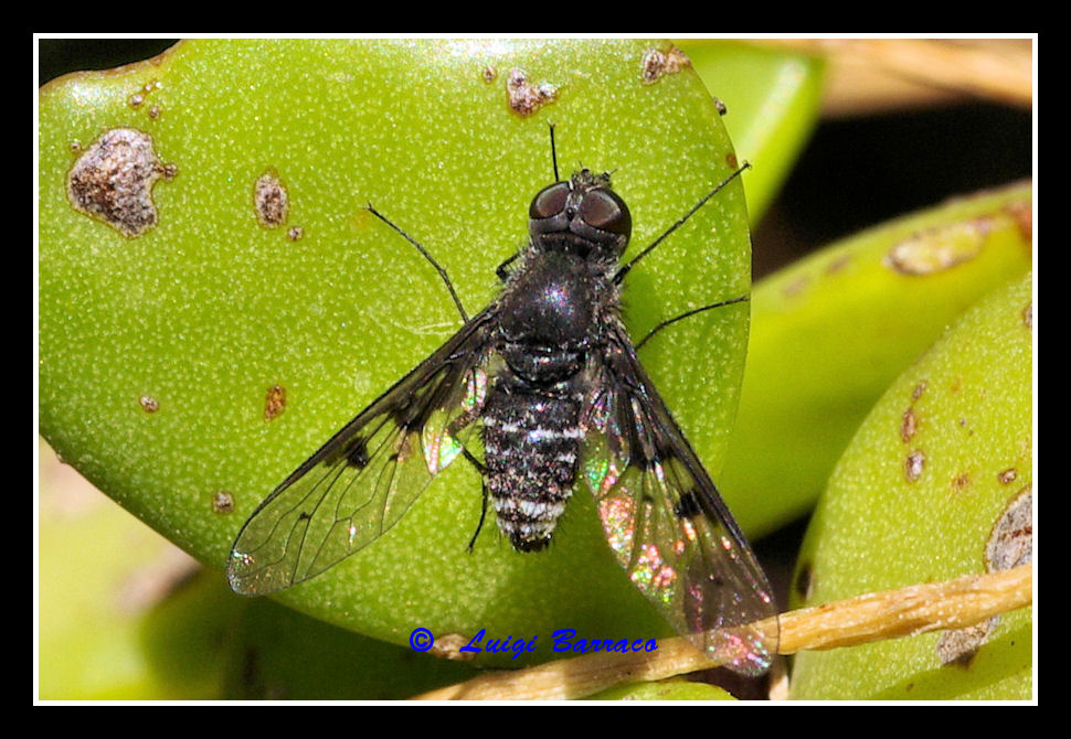 Anthrax trifasciatus  (Bombyliidae)