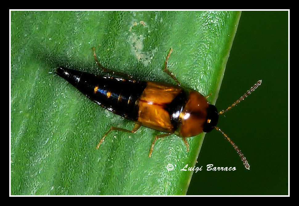 Staphylinidae da battezzare: Tachyporus