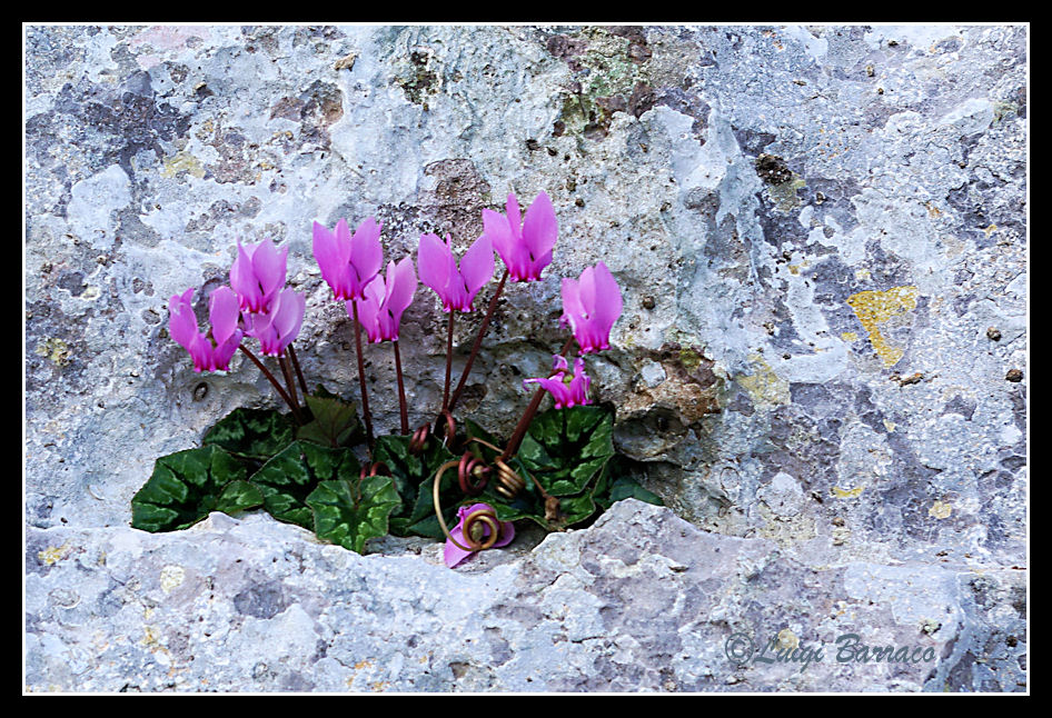 Vita tra le rocce.........