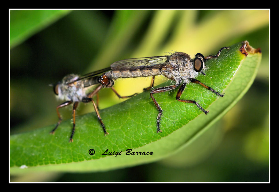 Asilidae