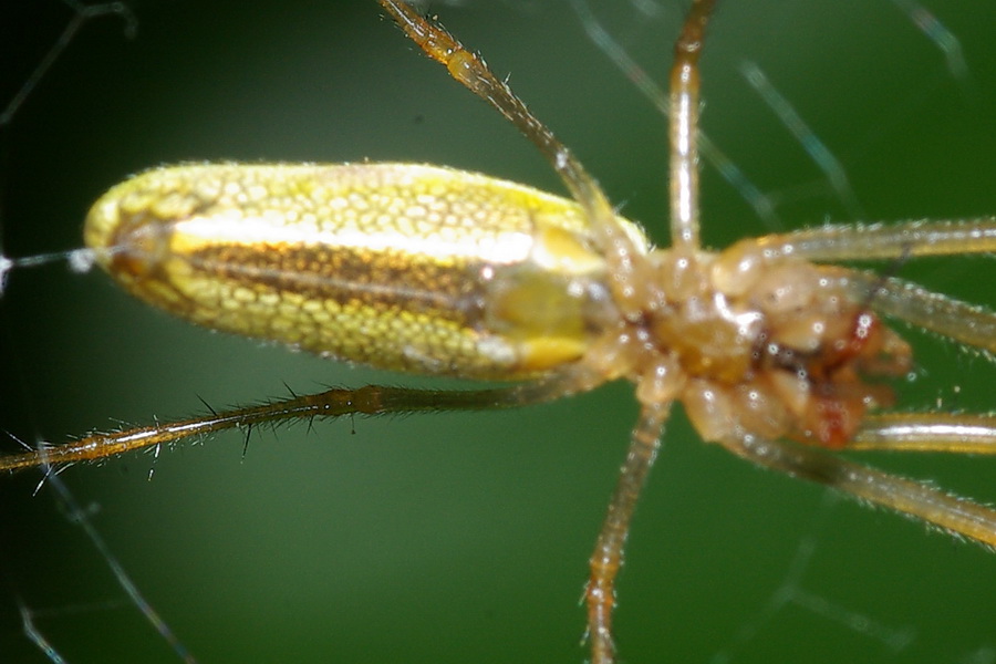 Tetragnatha