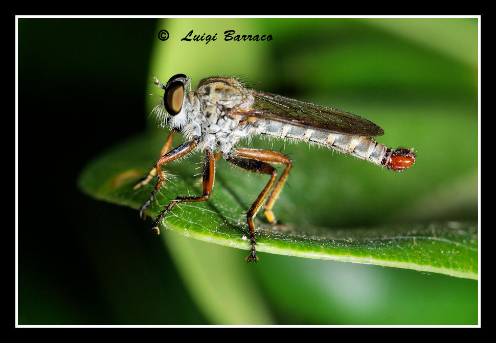 Asilidae