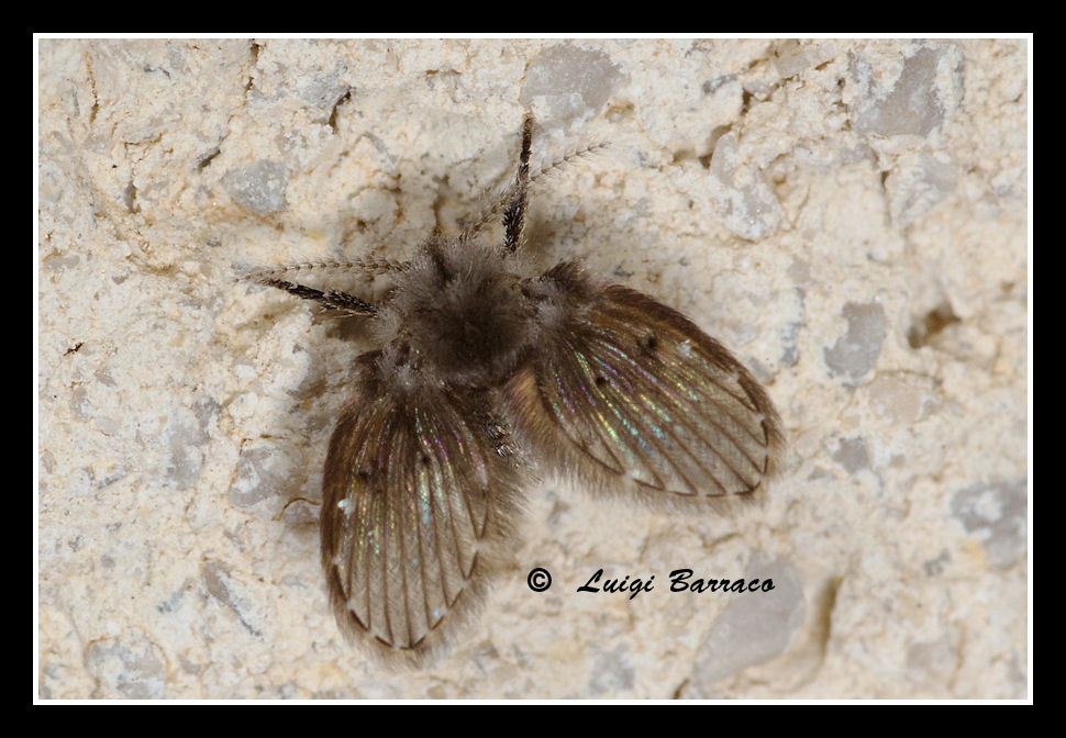 Psychodidae:Psychoda alternata?