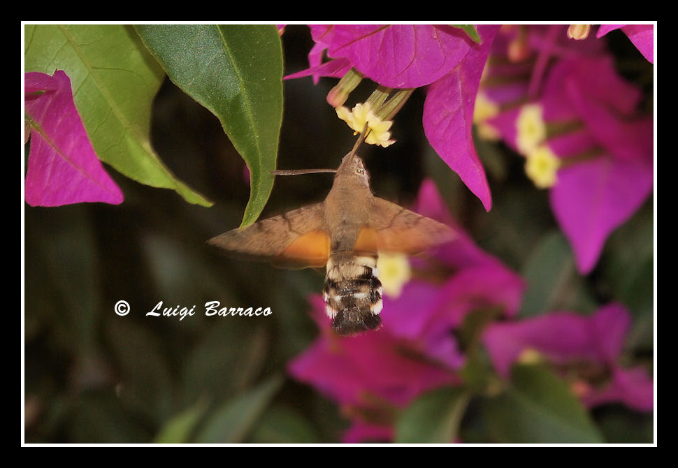 Imprevedibile folletto - Macroglossum stellatarum