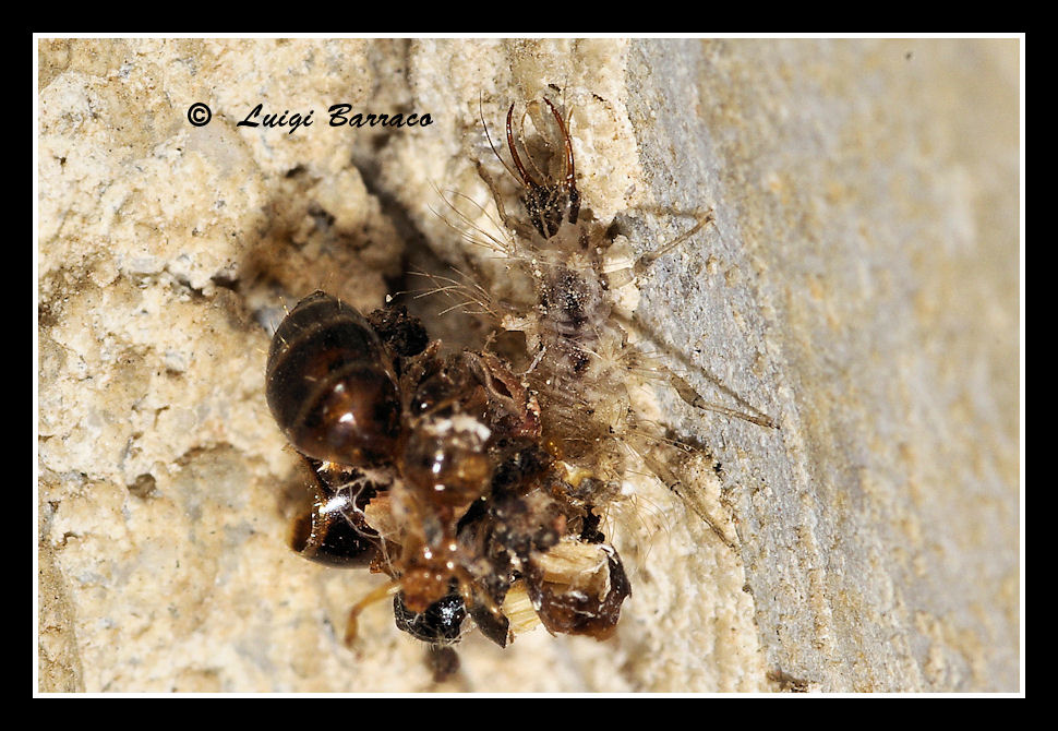 Barbone ricoperto di stracci (larva di Dychochrisa)